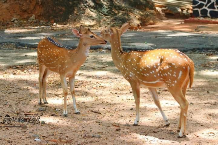 Uppuveli Beach House Trincomalee Bagian luar foto